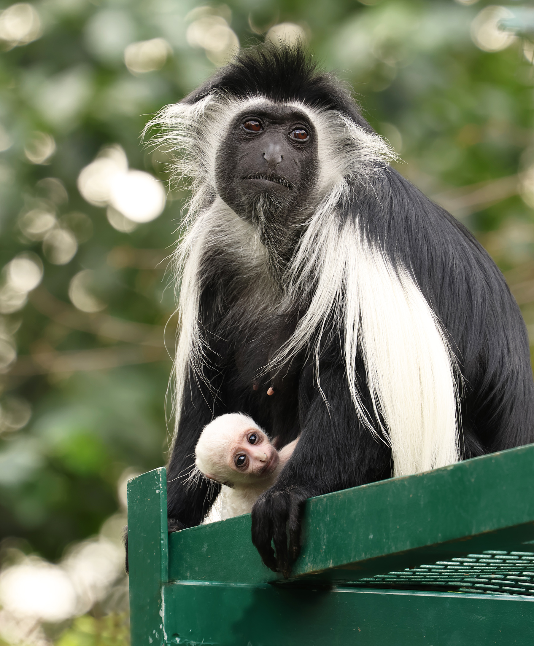 gueréza angolská Colobus angolensis 21  8 2024 km 23 upr mini