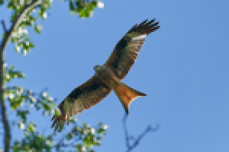 red-kite-2449286_1920