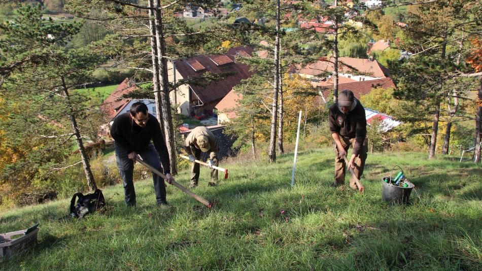 Plzeňská botanická zahrada dodala vzácné koniklece do Českého krasu