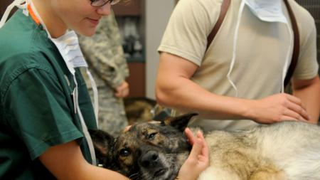 Karlovarský kraj bude nabízet stipendia i studentům veterinárního lékařství