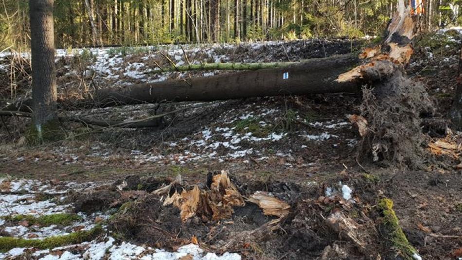 Rozmary počasí zaměstnávají hasiče, nejvíce výjezdů hlásí na Tachovsku