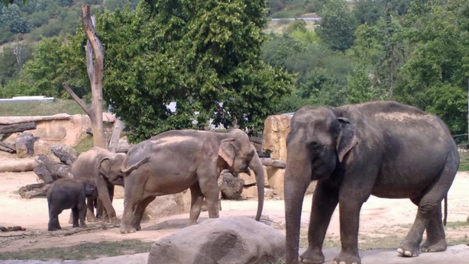 Plzeňská zoo chystá velký projekt!