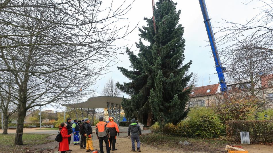 Vánočním stromem Čtyřky je smrk ztepilý z mateřinky. Doubravečtí ho rozsvítí 2. prosince.