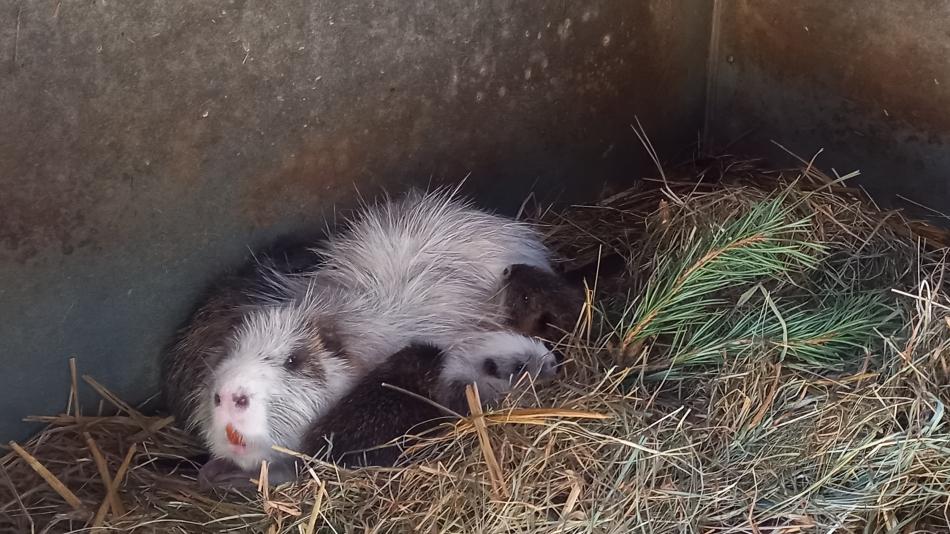 Plzeňská ZOO hlásí další přírůstek!