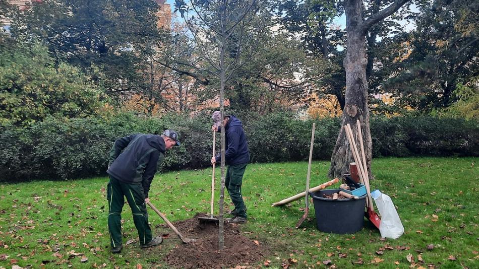 Na centrálním obvodě letos vysadí 70 stromů, příští rok ještě více. Umístění části z nich si mohou vybrat obyvatelé