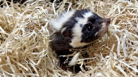 V zoo v Plzni se opět chovají zorily malé: Vrátily se po šestnácti letech