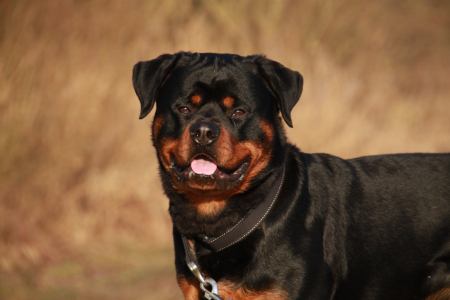 rottweiler-2007652_1920