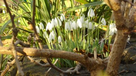 Imbolc nebo Hromnice? Co vlastně slavíme počátkem února?