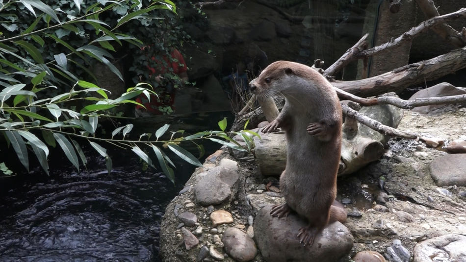 V plzeňské zoo mají druhou vydru. K Bonifácovi přibyla Janina, přivítali ji i patroni z vodárny