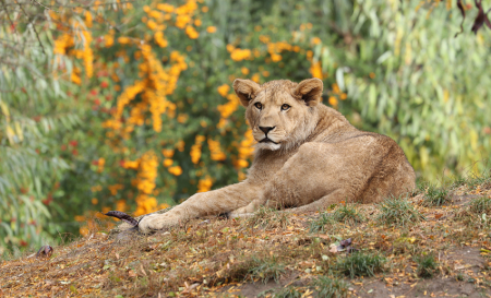 lev-berbersky-baqir-panthera-leo-leo-24-10-2018-km, pro fb