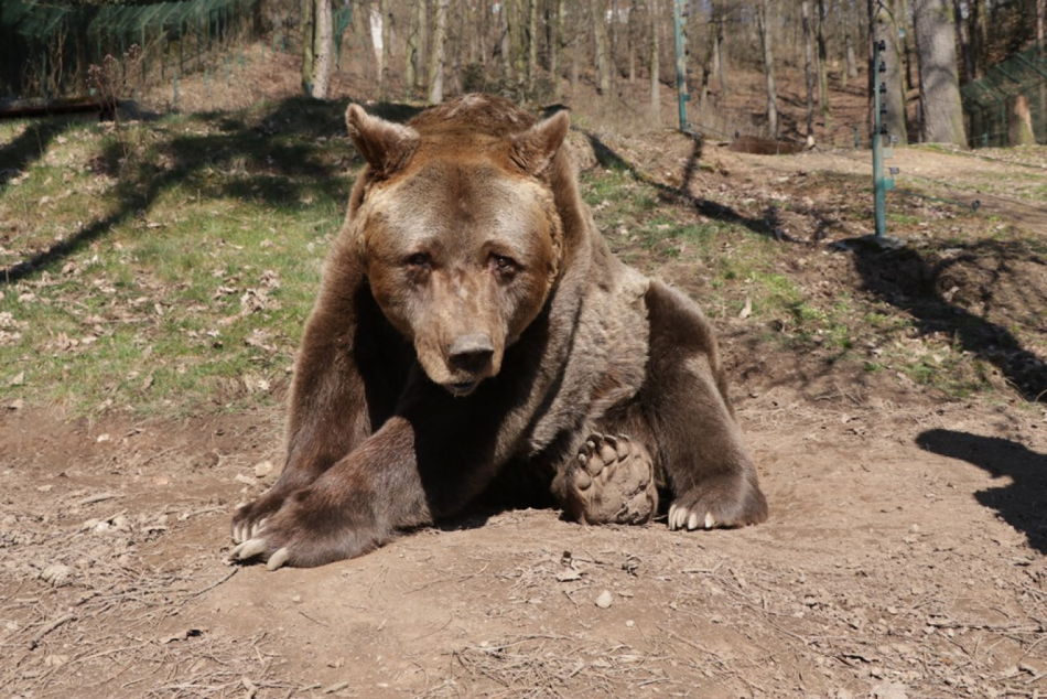 medved-hnedy-ursus-arctos-21-3-2018-km (2)