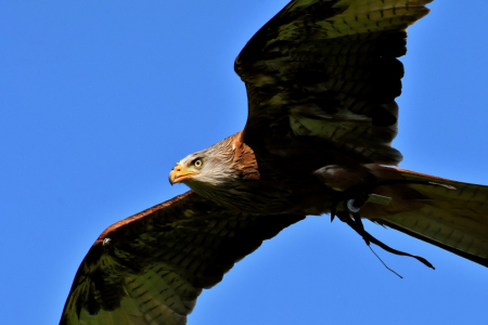 red-kite-3367392_1920