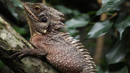 Zoo Plzeň odchovala po 15 letech čekání mláďata stromových agam