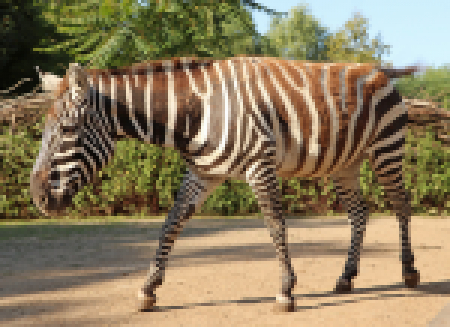 zebra-bezhriva-upr-mini