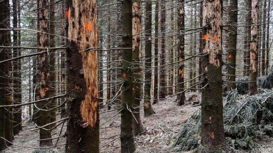 Brdy napadl kůrovec, kácení komplikuje výlety turistům