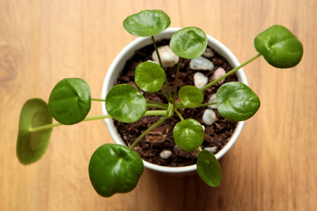 pilea plzen cz