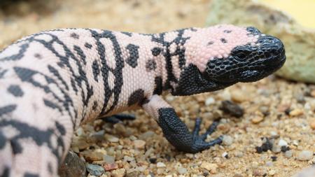 Radost v plzeňské zoo, poprvé odchovali korovce jedovatého