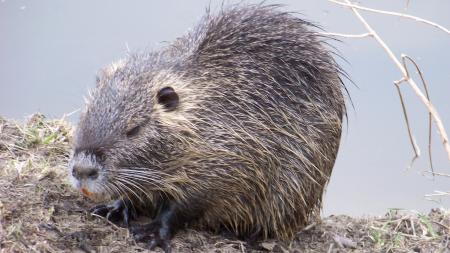 Nutrie nechtěla pustit kozy do chlívku, vyhnat ji museli hasiči