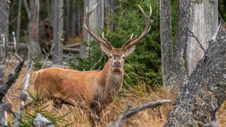 Jeleny v Národním parku Šumava sužuje severoamerický parazit