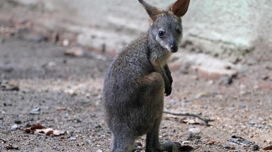 Plzeňská zoo představila další přírůstek!