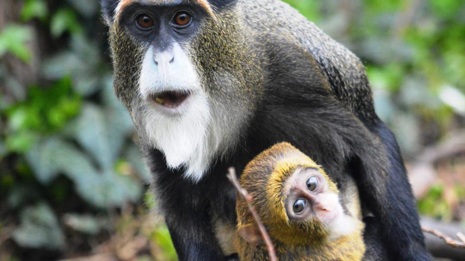 Plzeňská zoo se pochlubila dalším mládětem