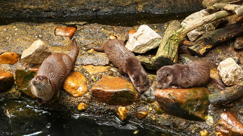 Mláďata vydry říční, narozené v březnu v plzeňské zoo, dostala jména Žofka a Hugo