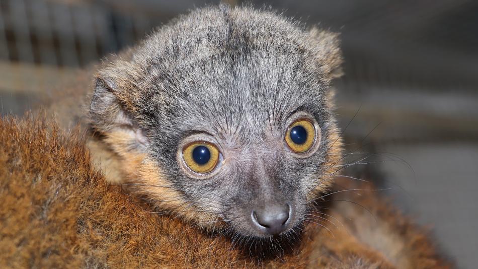 Plzeňská zoo představila lemuří dvojčata!