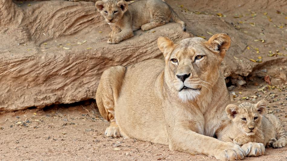 Sláva v plzeňské zoo. Lvice Tamika má narozeniny