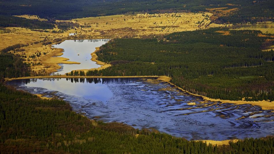 Vojenské lesy zapojí do obnovy krajiny Brd veřejnost, lidé vysadí ovocné stromy