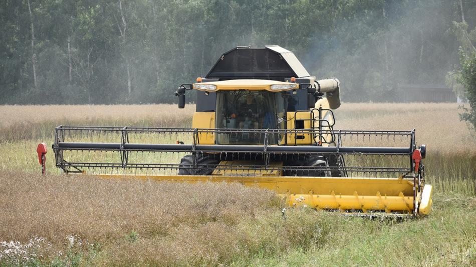 Žně v plném proudu, zemědělci už sklidili ozimý ječmen i půlku řepky