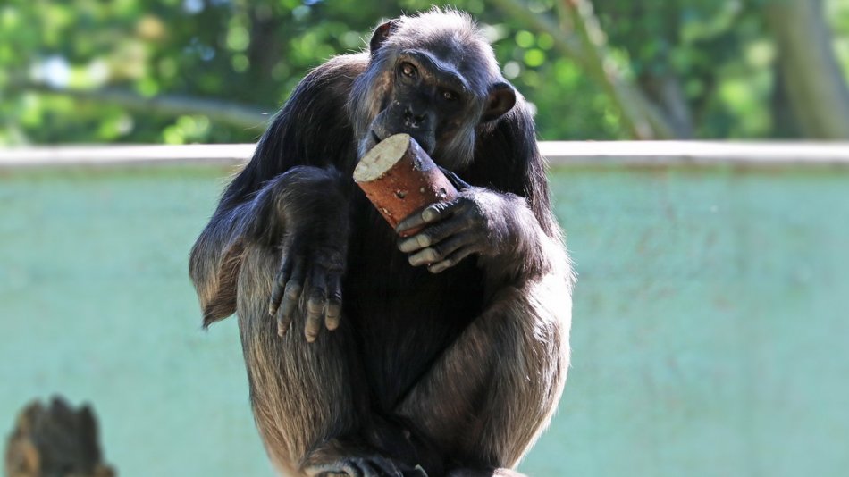 Plzeňská zoo truchlí. Zemřel šimpanzí samec Bask