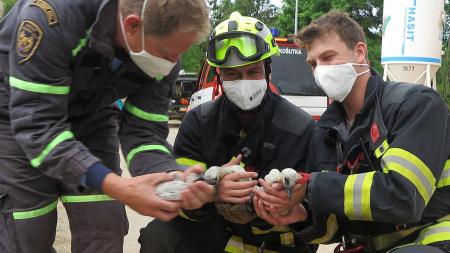 Tři hladová mláďata čápa zůstala na komínu. Jejich otce srazilo auto