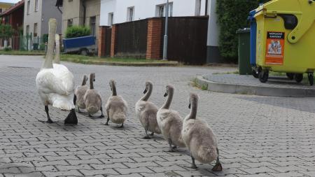 Labutí rodinka se vydala na pochod ulicemi Plzně