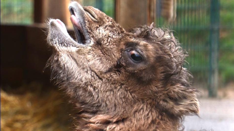 Plzeňská zoo se chlubí dalším mládětem!