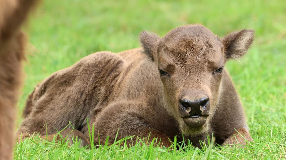 V plzeňské zoo porodila matka rekordmanka zdravého samečka zubra