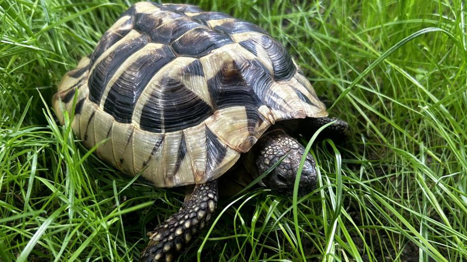 Želva využila teplého počasí a vydala se na výlet